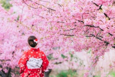 Bunga-sakura